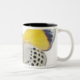 Calithea davisi zweifarbige tasse