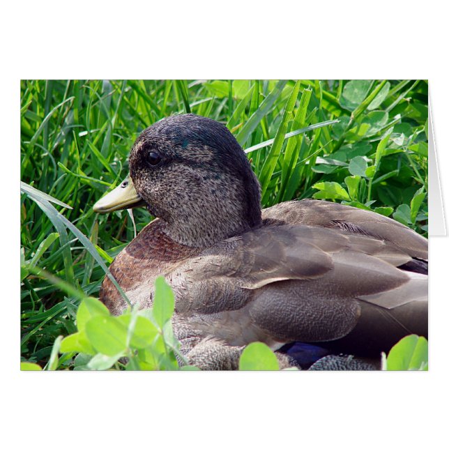 Call Duck Drake (Vorderseite (Horizontal))