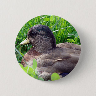 Call Duck Drake Button