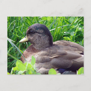 Call Duck Drake Postkarte