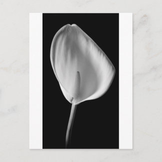Calla #2 postkarte