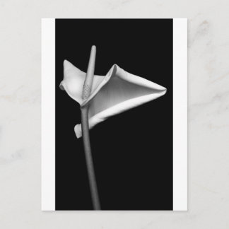 Calla #5 postkarte