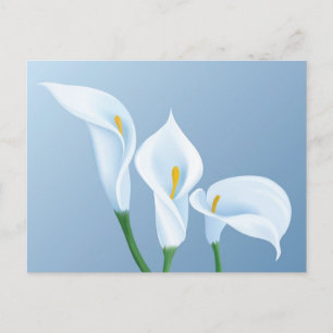 Calla-Blume Postkarte