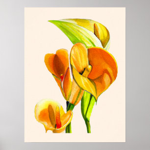 Calla liblütig Aquarellblüte Poster