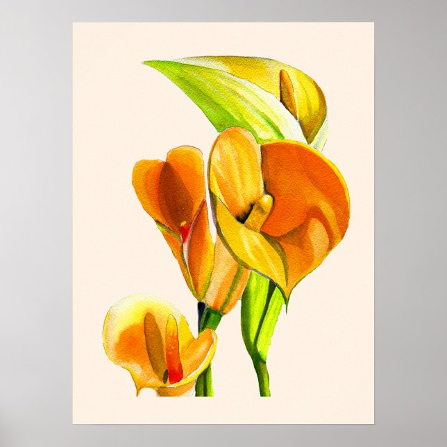 Calla liblütig Aquarellblüte Poster (Vorne)