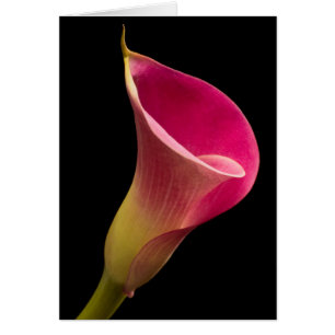 Calla-Lilie auf Schwarzem