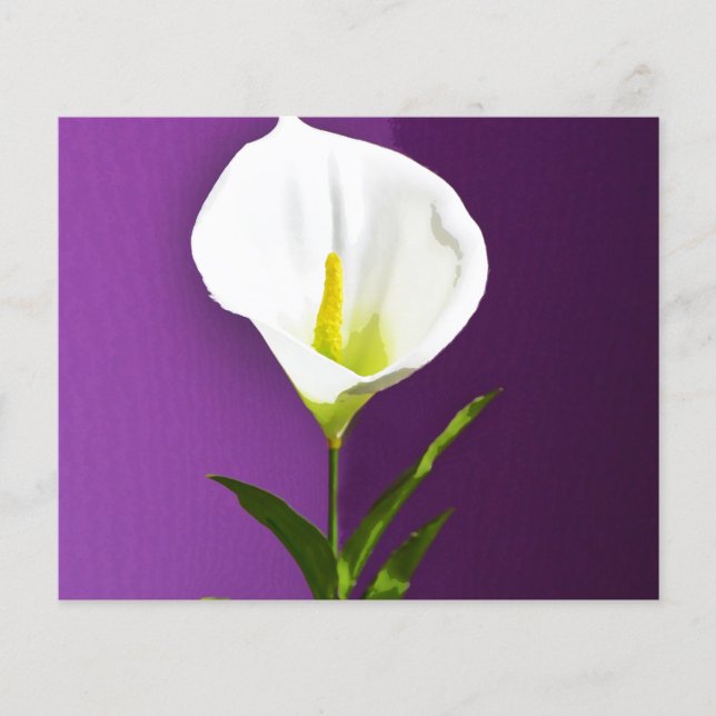 Calla-Lilie Flyer (Vorne)