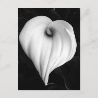 Calla-Lilie in Schwarzweiss Postkarte