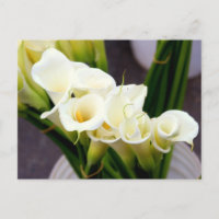 Calla Lilie Postcard