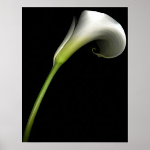 Calla-Lilie Poster