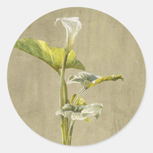 Calla-Lilie von Fidelia Bridges Runder Aufkleber