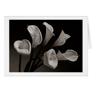 Calla-Lilien