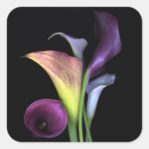 Calla-Lilien-Aufkleber Quadratischer Aufkleber