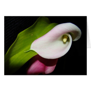 Calla-Lilien-Blumen-Karte