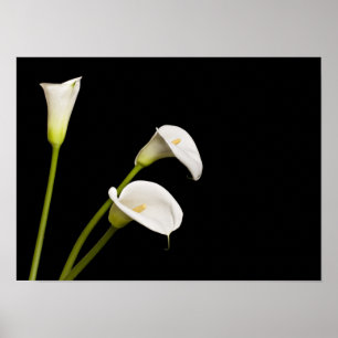 Calla-Lilien drucken Poster