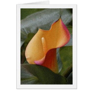 Calla-Lilien-Dschungel