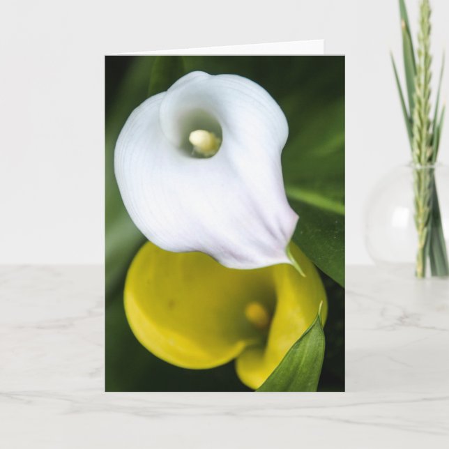 Calla-Lilien-Gruß-Karte Karte (Vorderseite)