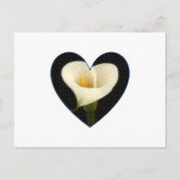 Calla-Lilien-Herz-Postkarte