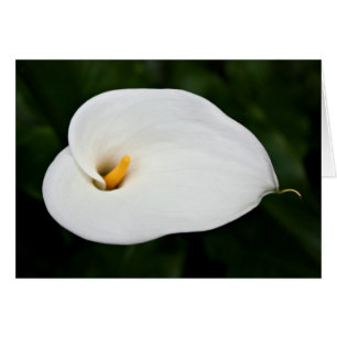 "Calla-Lilien-" leere Karte
