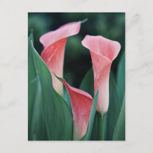 Calla-Lilien rosa Blumen Postkarte
