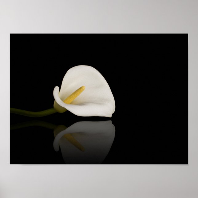 Calla Lilienprint Poster (Vorne)