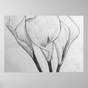 Calla Lilies Pencil Sketch Drawing Art Print Poster