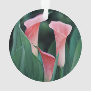 Calla Lilies Pink Blume Ornament