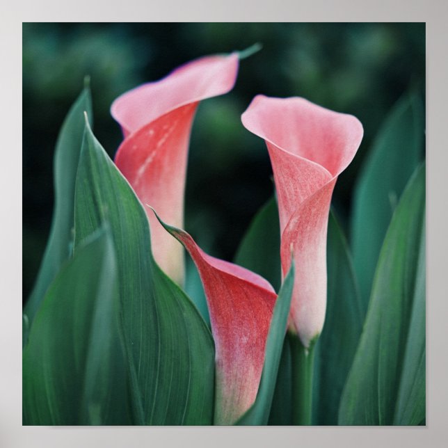Calla Lilies Pink Blume Poster (Vorne)