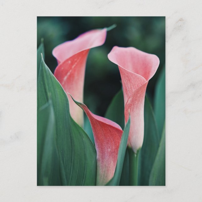 Calla Lilies Pink Blume Postkarte (Vorderseite)