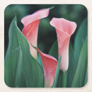 Calla Lilies Pink Blume Rechteckiger Pappuntersetzer