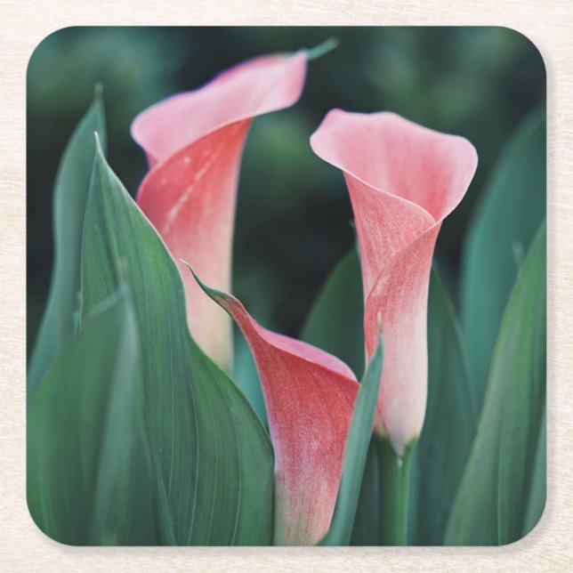 Calla Lilies Pink Blume Rechteckiger Pappuntersetzer (Vorderseite)