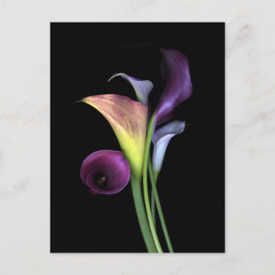 Calla Lilies Postcards Postkarte