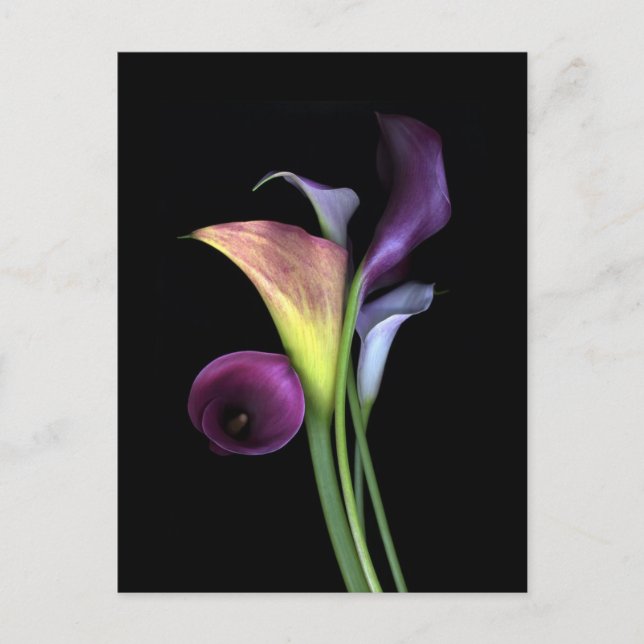Calla Lilies Postcards Postkarte (Vorderseite)