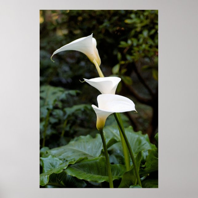 Calla Lilies Poster (Vorne)