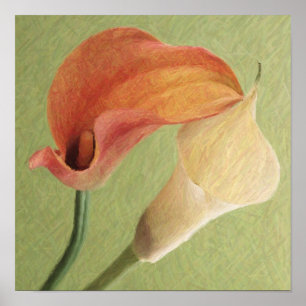 Calla Lilies Poster
