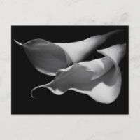 Calla Lilies