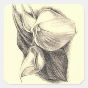 Calla Lilies Zeichnend Quadratischer Aufkleber