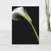Calla Lilly Grußkarten