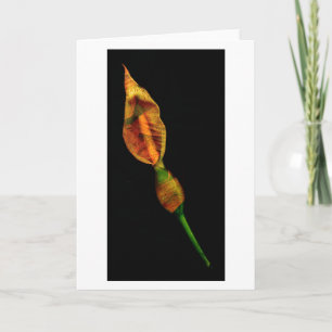 Calla Lilly Karte