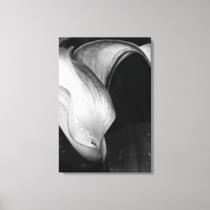 Calla Lilly Leinwanddruck