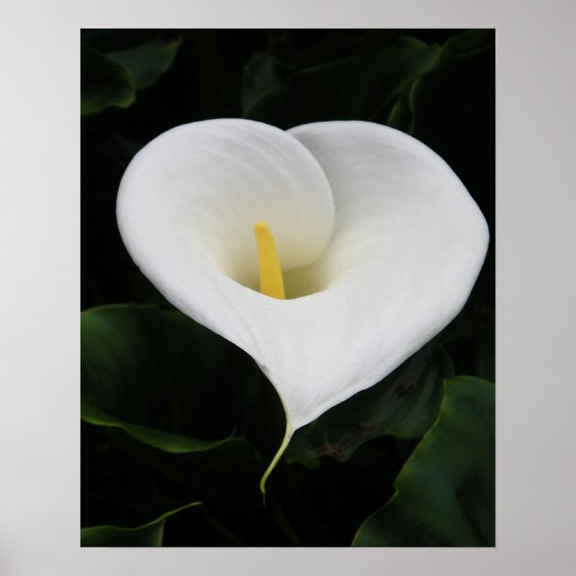 Calla Lilly Poster (Vorne)