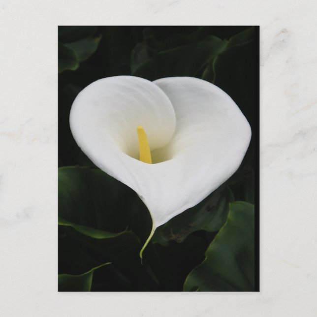 Calla Lilly Postkarte (Vorderseite)