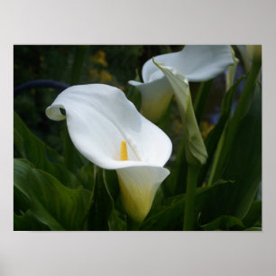 Calla Lilly Print Poster