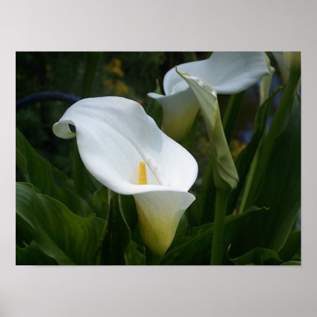 Calla Lilly Print Poster (Vorne)