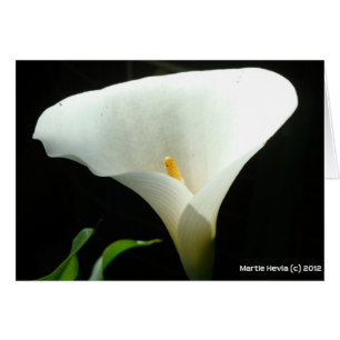 Calla Lily