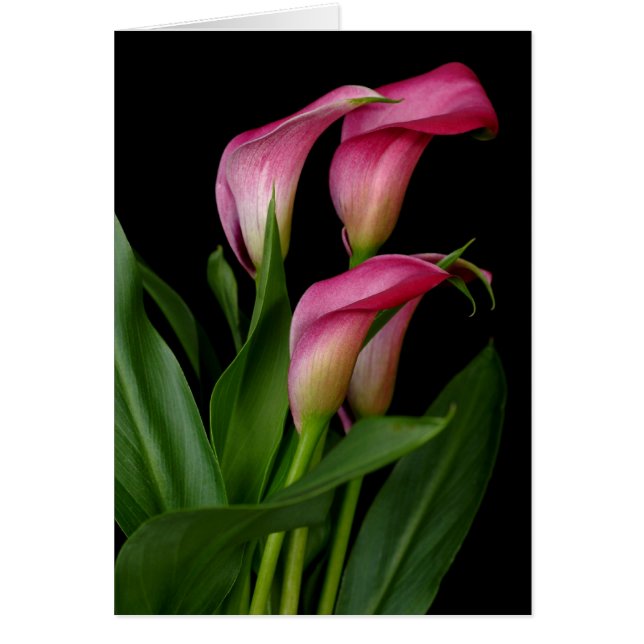 Calla Lily (Vorne)