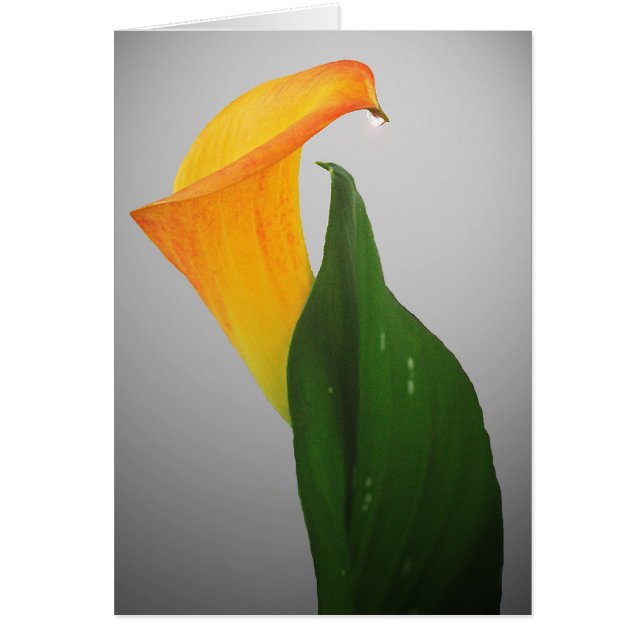 Calla Lily (Vorne)