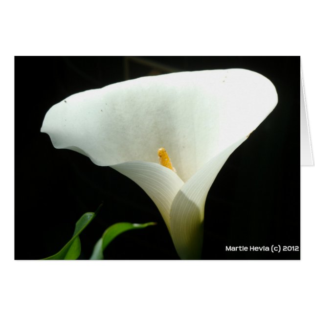 Calla Lily (Vorderseite (Horizontal))