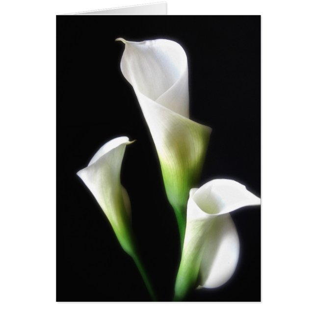 Calla Lily 3 (Vorne)