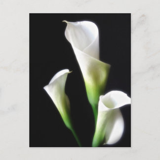 Calla Lily 3 Postkarte